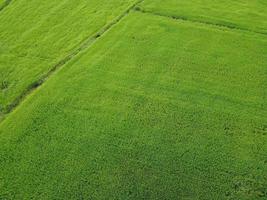 fresh green rice fields, aerial photographs from drones photo