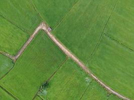 fresh green rice fields, aerial photographs from drones photo