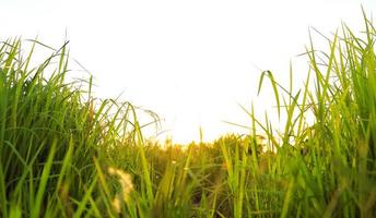 Fresh green grass in nature at sunset photo