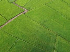 fresh green rice fields, aerial photographs from drones photo