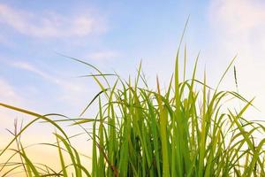 hierba verde fresca en la naturaleza al atardecer foto