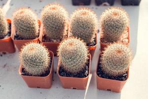 Cute cactus in a beautiful pot photo