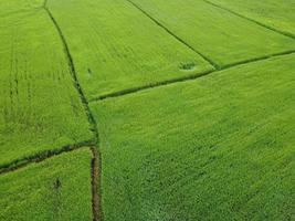 fresh green rice fields, aerial photographs from drones photo