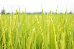 Fresh green rice fields in the fields are growing their grains on the leaves with dew drops photo