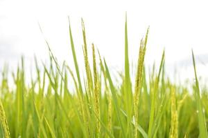 Fresh green rice fields in the fields are growing their grains on the leaves with dew drops photo
