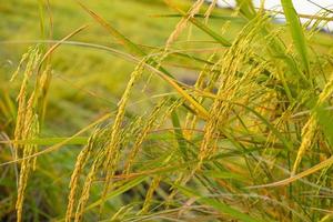 espigas doradas de arroz en el campo al atardecer foto