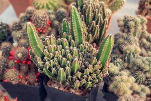 Cute cactus in a beautiful pot photo