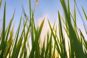 Fresh green grass in nature at sunset photo