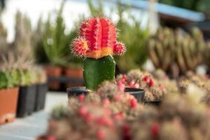 lindo cactus en una hermosa maceta foto