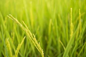 los campos de arroz verde fresco en los campos están cultivando sus granos en las hojas con gotas de rocío foto