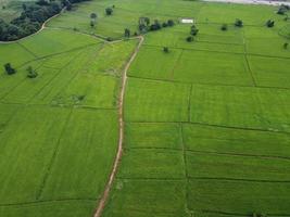 fresh green rice fields, aerial photographs from drones photo