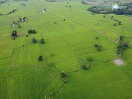 fresh green rice fields, aerial photographs from drones photo