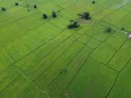 campos de arroz verde fresco, fotografías aéreas de drones foto
