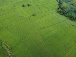 fresh green rice fields, aerial photographs from drones photo