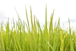 los campos de arroz verde fresco en los campos están cultivando sus granos en las hojas con gotas de rocío foto