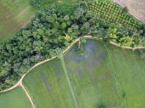 Aerial photographs of green fields, roads and canals covered in large trees. photo