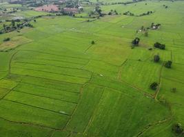 fresh green rice fields, aerial photographs from drones photo