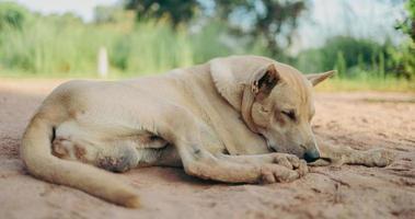 Thai dogs are waiting for their owners to come back home. photo