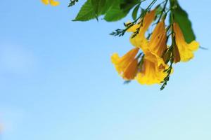 hermosas flores amarillas que florecen y refrescan en la naturaleza. foto