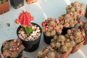 lindo cactus en una hermosa maceta foto