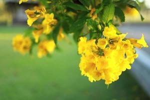 hermosas flores amarillas que florecen y refrescan en la naturaleza. foto