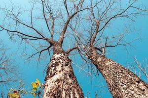 Low angle view of a group of trees on a clear blue sky. photo