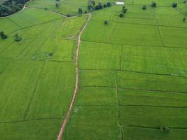 fresh green rice fields, aerial photographs from drones photo