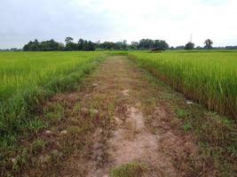 A thoroughfare in the green rice fields with a small hut in the background in a peaceful setting. photo