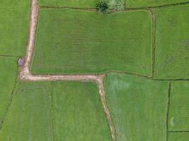 campos de arroz verde fresco, fotografías aéreas de drones foto