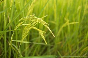 los campos de arroz verde fresco en los campos están cultivando sus granos en las hojas con gotas de rocío foto