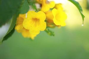 hermosas flores amarillas que florecen y refrescan en la naturaleza. foto