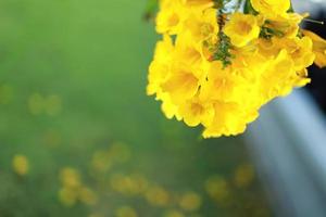 Beautiful yellow flowers blooming and refreshing in nature. photo