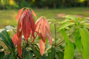 The tree sprouted red young leaves in the morning sunlight. photo