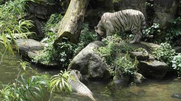 Two tigers in zoo walk on rocks and swim in water video