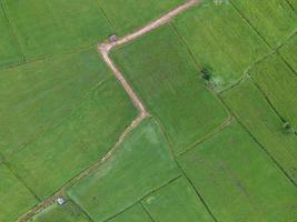 fresh green rice fields, aerial photographs from drones photo