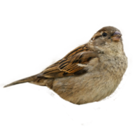 Sann sparvar transparent bakgrund png