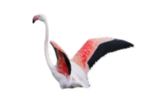 Greater flamingo fly png