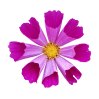 jardin cosmos fond transparent png