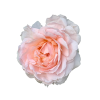 rose de jardin fond transparent png