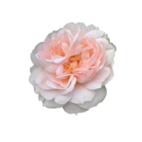 rose de jardin fond transparent png