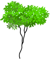 albero illustrazione png