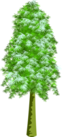 snow pine tree png