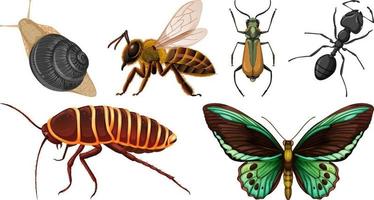 conjunto de diferentes tipos de insectos vector