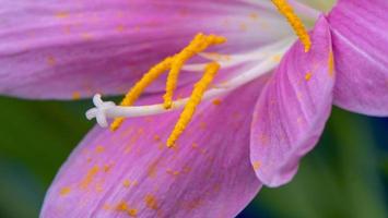 cerrar el lirio de lluvia que florece en el jardín foto