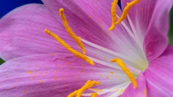 close up rain lily blooming in the garden photo