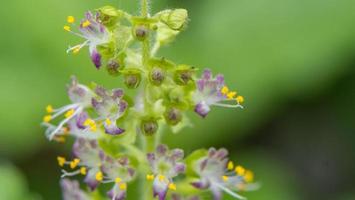 albahaca sagrada que florece en el jardín foto