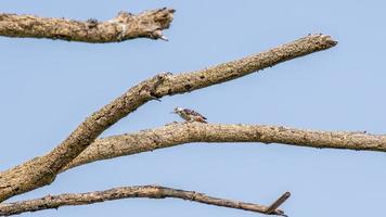 dendrocopos atratus encaramado en árbol seco foto