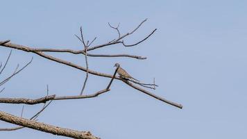 Zebra Dove, Barred Ground Dove, Peaceful Dove perched on dry tree photo
