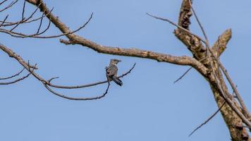 plaintive cuckoo perched on dry tree photo