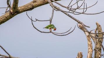 coppersmith barbet, crimson-breasted barbet, coppersmith perched on dry tree photo